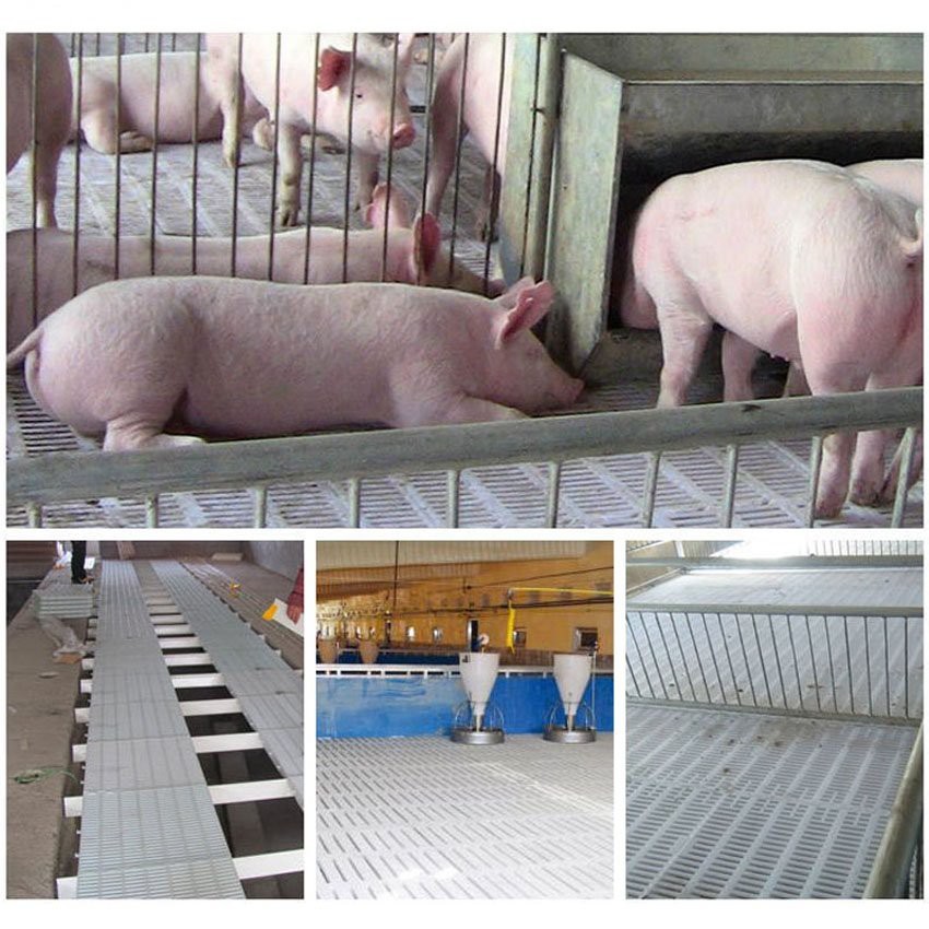 Application  of pig plastic slatted floor
