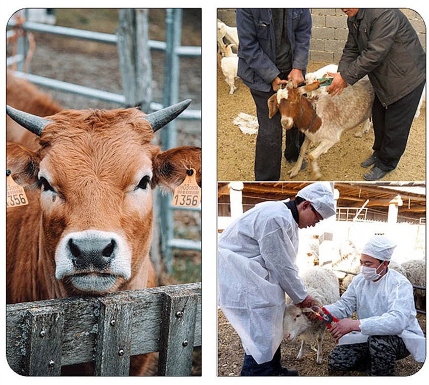 Application of Electric ear tag pliers